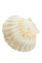 Large white shell on white isolated background