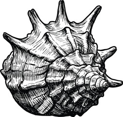 Sea shell illustration seashell design