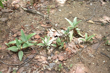 Eucalyptus plant at Sri Bhodiraja Aranya Senasanaya, Hiriwadunna, Habarana, Sri Lanka.