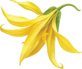 Yellow ylang flower petals green stem vector