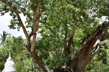 Sacred Boo Tree (Ficus Religiosa, Sacred Fig) at the Sri Bhodiraja Aranya Senasanaya, Hiriwadunna, Habarana, Sri Lanka.