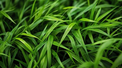 Obraz premium Several tufts of bright green grass, differing in shape and leaf structure