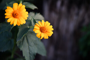 single yellow flower in the middle of green