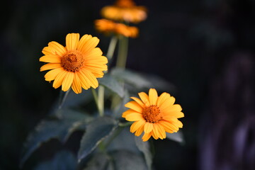single yellow flower in the middle of green
