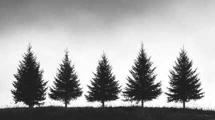 Obraz premium Silhouettes of five fir trees