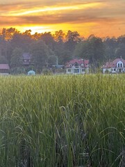 Deep orange sunset over reeds, lake and houses