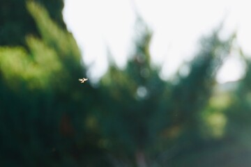 Small flying insects hovering in place outdoors in natural light.

