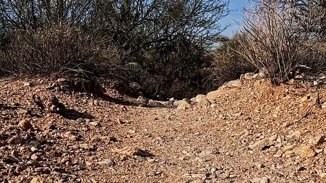 Gila monster hunting for food in the Sonoran Desert