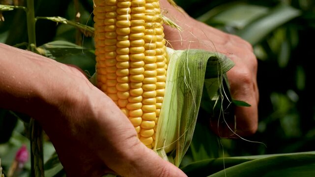 Female farmer hands peel ripe yellow corn from green husks in the garden. Organic farming, harvesting vegetables, natural food, healthy diet.