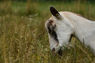 Portrait einer hellen Ziege beim fressen in einer Wiese voller Kamille