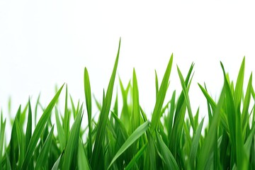 Obraz premium Vibrant green grass blades against a bright white backdrop, angled upwards