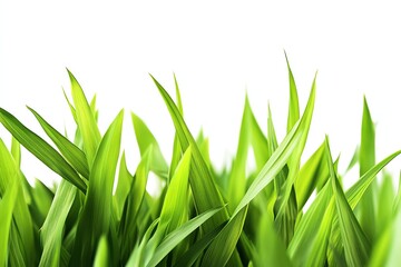 Fototapeta premium Vibrant green grass blades against a bright white backdrop, angled upwards