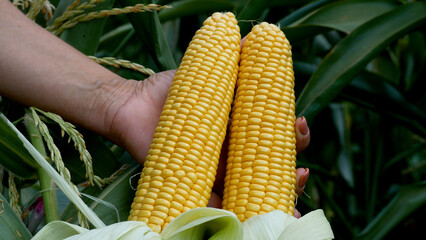  Female hands hold two peeled golden corn cobs against corn plants. Harvesting corn, organic vegetables, healthy eating, natural farming.