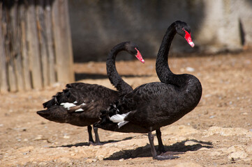 Obraz premium Couple of black swans standing, Sardinia, Italy