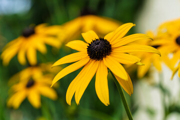 A stunning display of Vibrant BlackEyed Susan flowers adorning the garden in full bloom