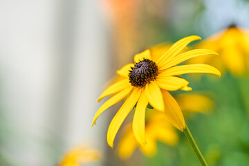 A stunning display of Vibrant BlackEyed Susan flowers adorning the garden in full bloom
