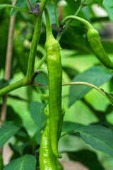 Capsicum annuum Jalapeno chilli hot peppers, group of green fruits hanging on the shrub and green leaves