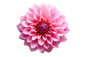Exquisite pink dahlia blossom radiating vibrant beauty, perfect for elegant designs and heartfelt messages