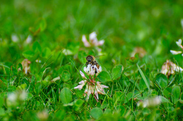 a bee gatheres nectar from a pink blossom