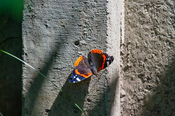vanessa atalanta butterfly on a concrete fence