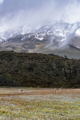 View of snow-capped Cotopaxi from the moors of the national park, showcasing the beauty of its lakes and hills. Ecuadorian biodiversity