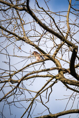 Eurasian Jay on Bare Winter Branch: Woodland Bird Against Blue Sky – Wildlife, Nature, and Seasonal Tree Portrait