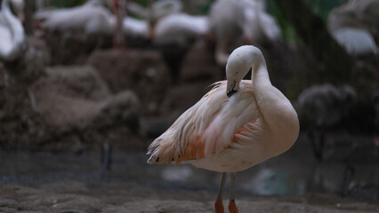 Obraz premium Flamingo Preening Feathers in Natural Habitat