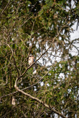 Eurasian Jay in Woodland Tree: Perched Bird Amidst Branches and Green Foliage – Wildlife, Nature, and European Forest Scene