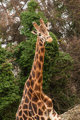 young giraffe stands on the background of trees looking at the camera