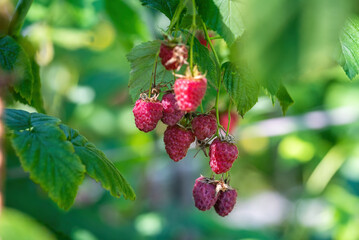 A bunch of raspberries in the garden.