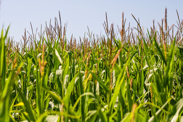 Obraz premium Corn field. Cereals for flour production