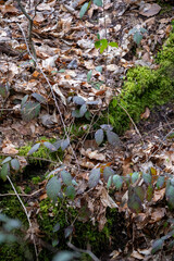 Woodland Floor Tapestry: Dry Leaves, Green Moss, and Emerging Plants – Nature's Textures and Forest Ecosystem Detail