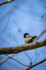 Great Tit on Bare Branch Against Blue Sky: European Woodland Bird in Clear Winter/Spring Light