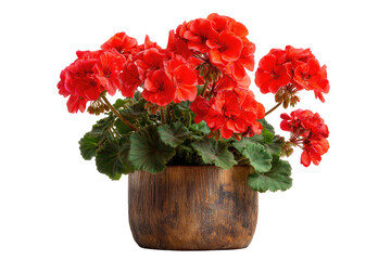 Vibrant red geraniums in a rustic pot