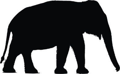 Fototapeta premium Elephant Silhouette - Large African Asian Animal Profile - Isolated on White Wildlife Graphic