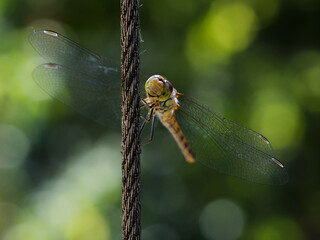 dragonfly on a branch