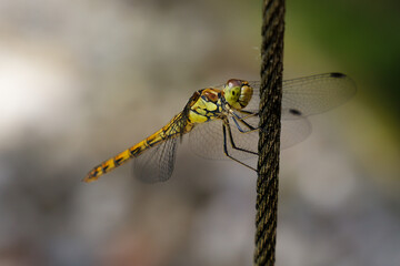 dragonfly resting on a branch
