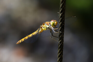 dragonfly close up