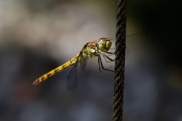 close up of a dragonfly