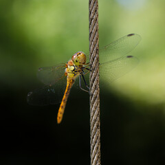 dragonfly on a leaf