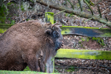 Majestic European Bison Rests Calmly, Portraying Serene Wildlife and Powerful Presence in Natural Habitat – Authentic Profile