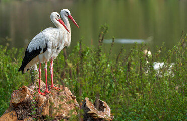 A pair of white storks near the pond