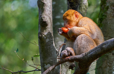 Macaque eating in the natural surroundings 
