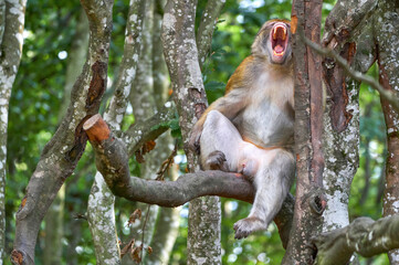 Fototapeta premium Macaque crying in the natural surroundings 