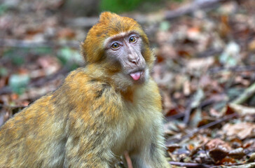 Macaque close-up portrait in the natural surroundings 