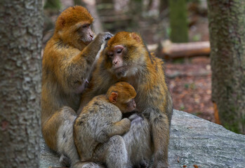 Macaques family in the natural surroundings 