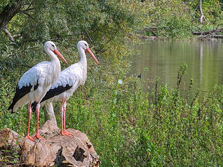 A pair of white storks near the pond