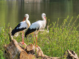 A pair of white storks near the pond