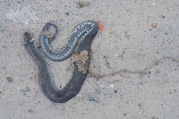 snake dead on the ground. The problem of pollution of the environment.