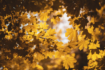 autumn leaves background in sunny day - retro vintage effect style pictures